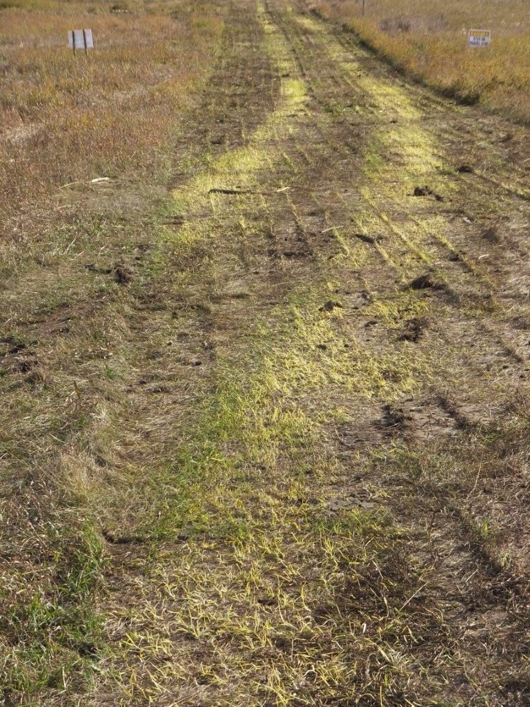 Green regrowth along tire-tracking lines after mat removal